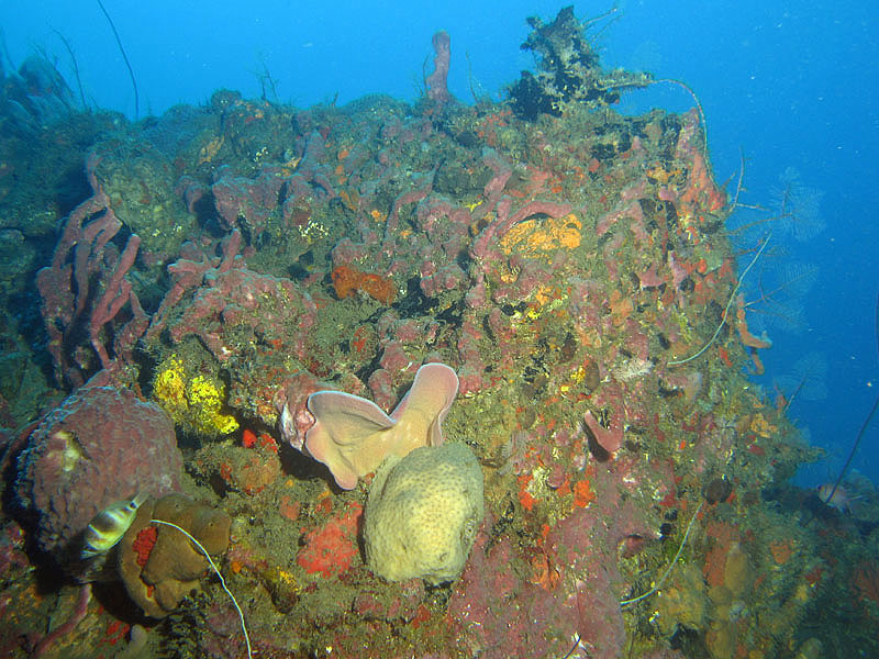 St Pierre - Epave du Biscaye (Pl. n° 7)