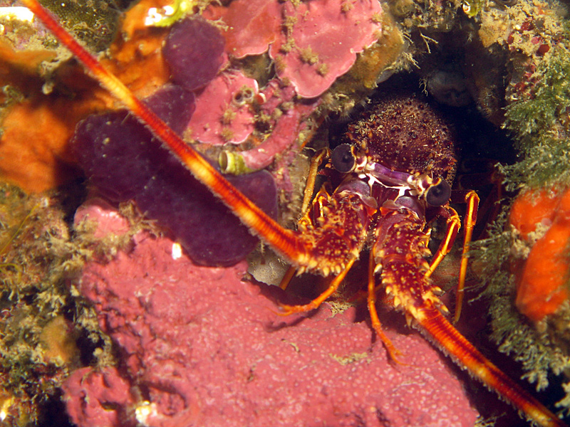 Estartit - Langouste