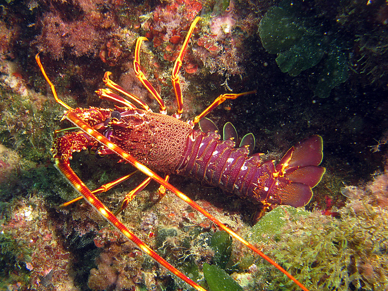 Estartit - Langouste