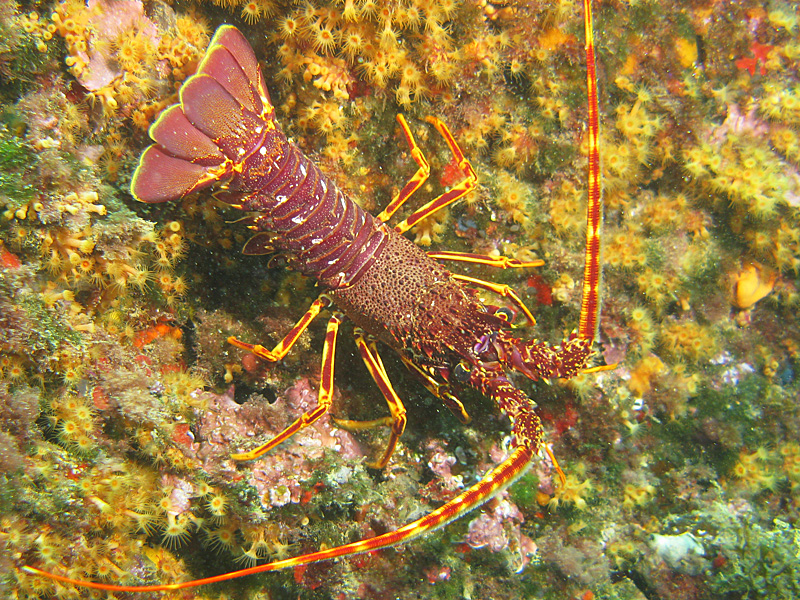 Estartit - Langouste