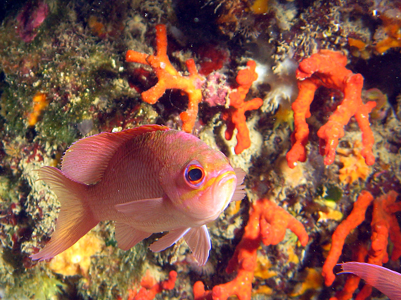 Estartit - Barbier et corail rouge