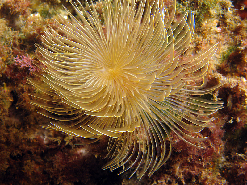 Estartit - Spirographe