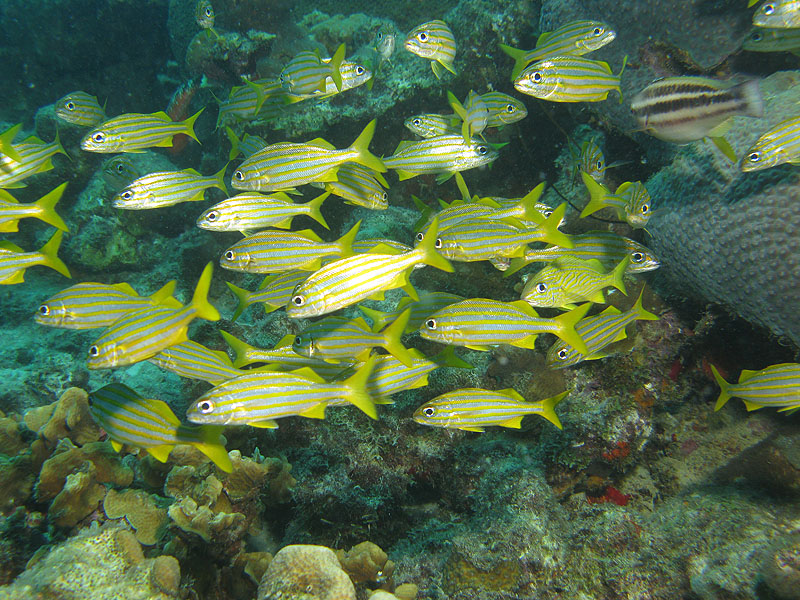 Yellow Submarine (Pl. n° 1)