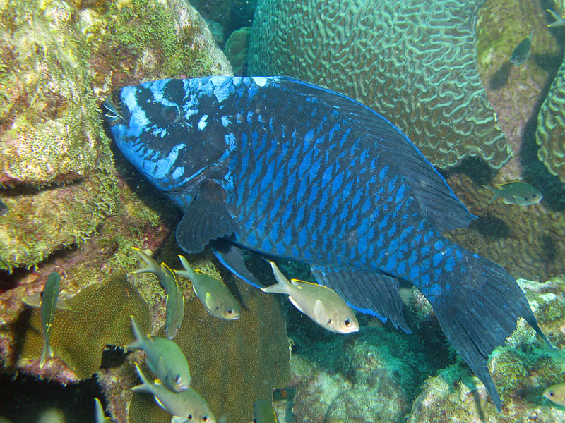 Bonaire - Zawag bleu