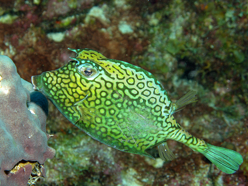 Bonaire - Poisson coffre nid d abeille