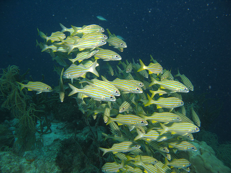 Cliff (Pl. n° 18)