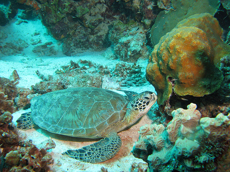 K. Bonaire - Just a Nice Dive (Pl. n° 20)