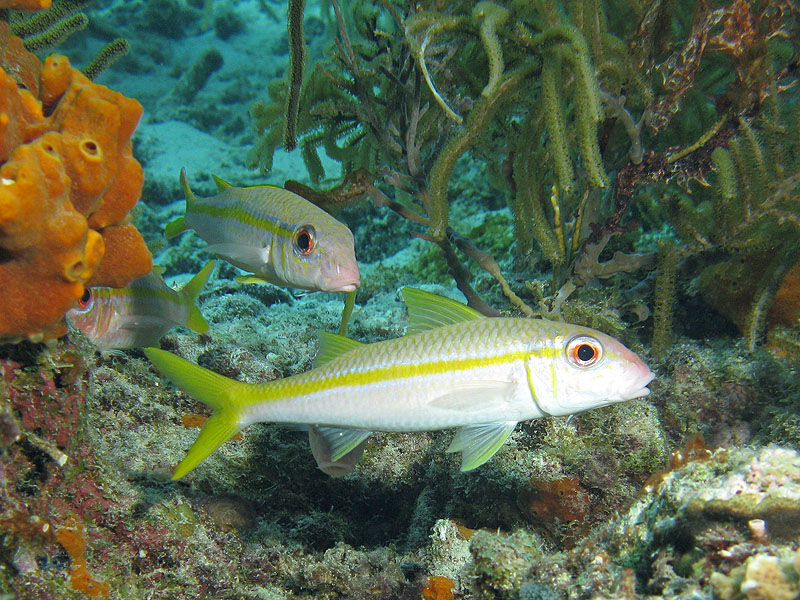 K. Bonaire - Just a Nice Dive (Pl. n° 20)