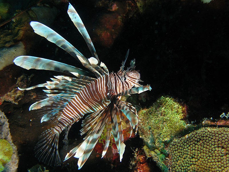 K. Bonaire - Joanne s Sunchi (Pl. n° 21)