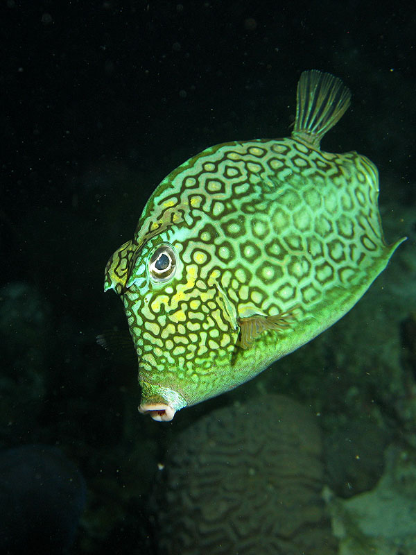 Bari Reef - crépuscule (Pl. n° 24)