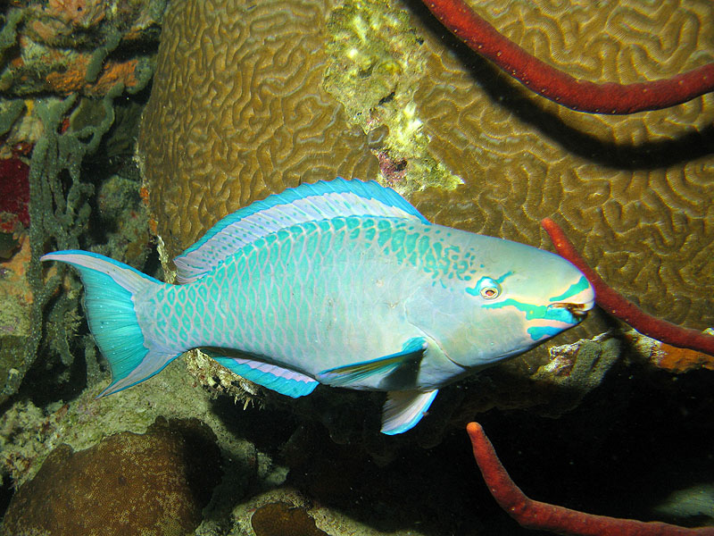 Bari Reef - crépuscule (Pl. n° 24)
