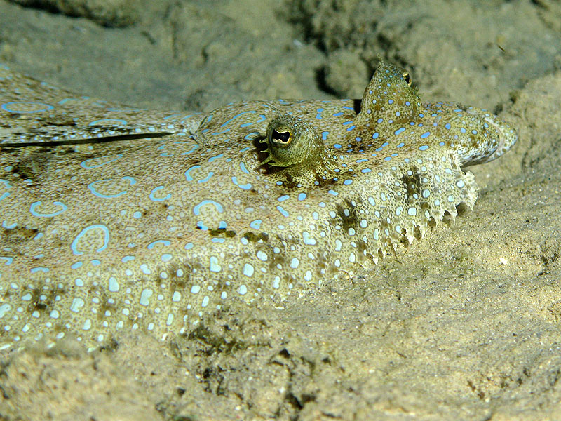 Bari Reef - crépuscule (Pl. n° 24)