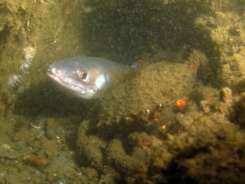 Arcachon - Congre et araignée de mer