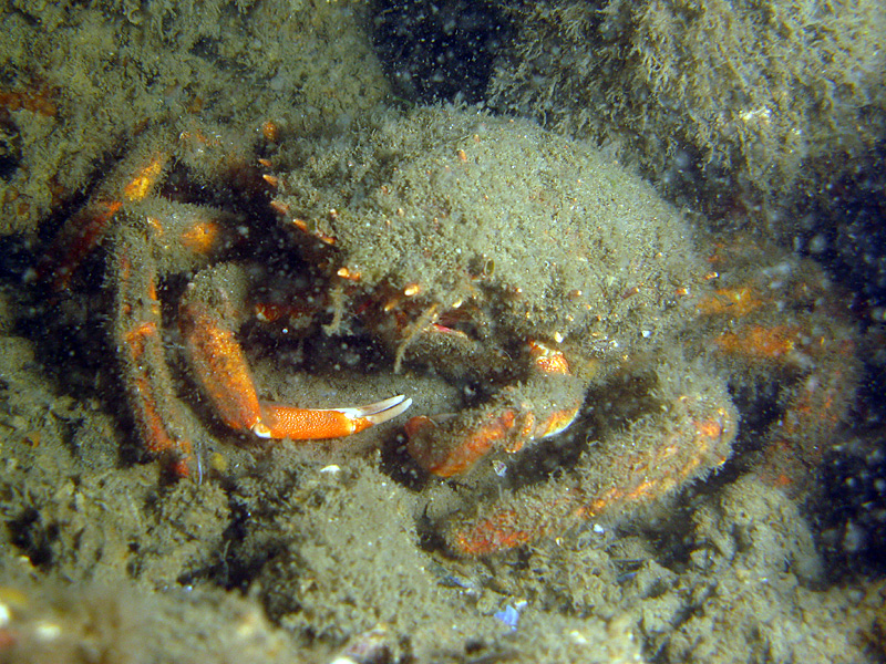 Arcachon - Araignée de mer