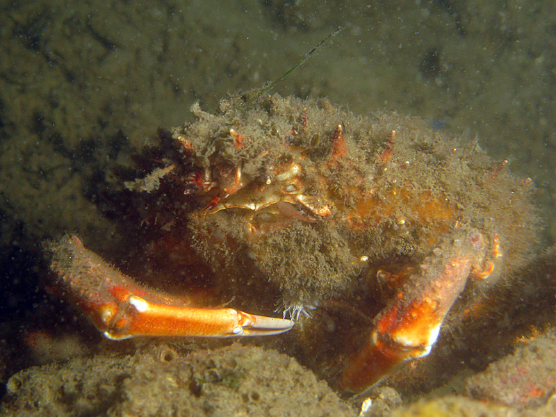 Arcachon - Araignée de mer