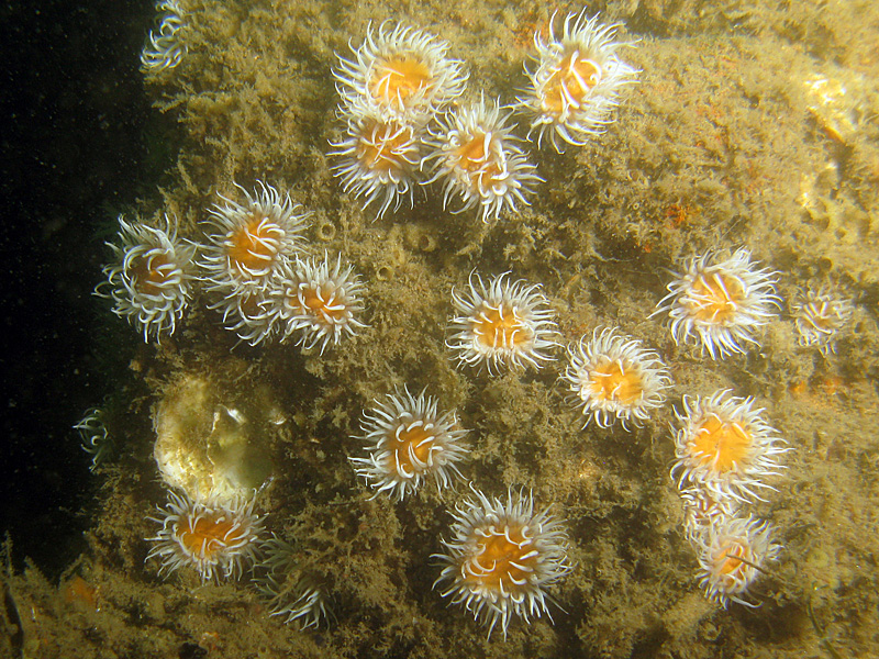 Arcachon - Anémone marguerite