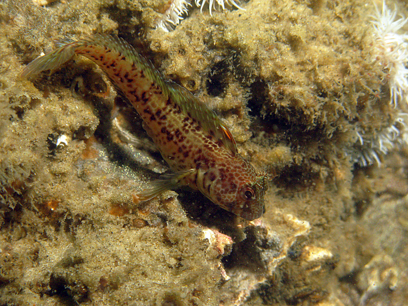 Arcachon - Blennie