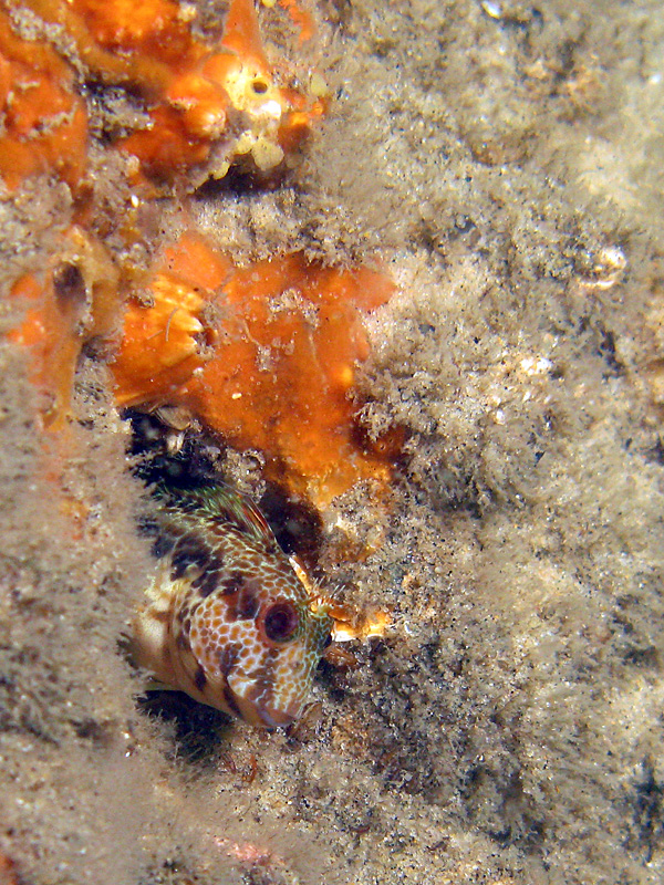 Arcachon - Blennie