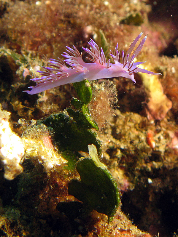 Estartit - Flabelline mauve