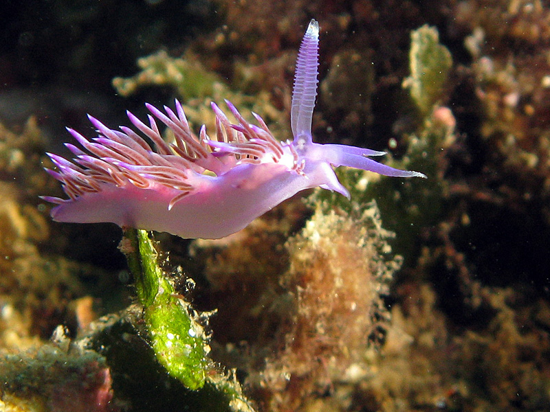 Estartit - Flabelline mauve