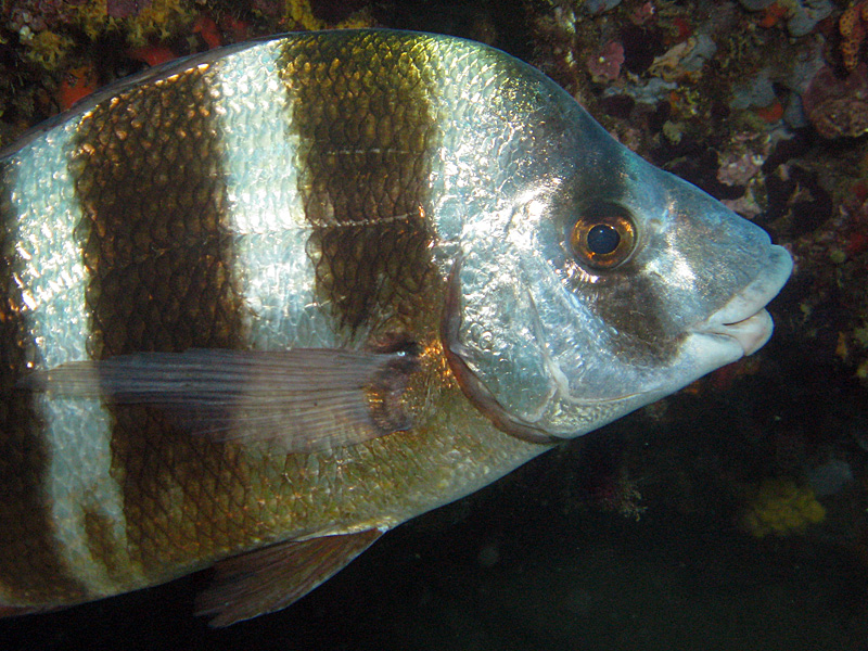 Estartit - Sar tambour