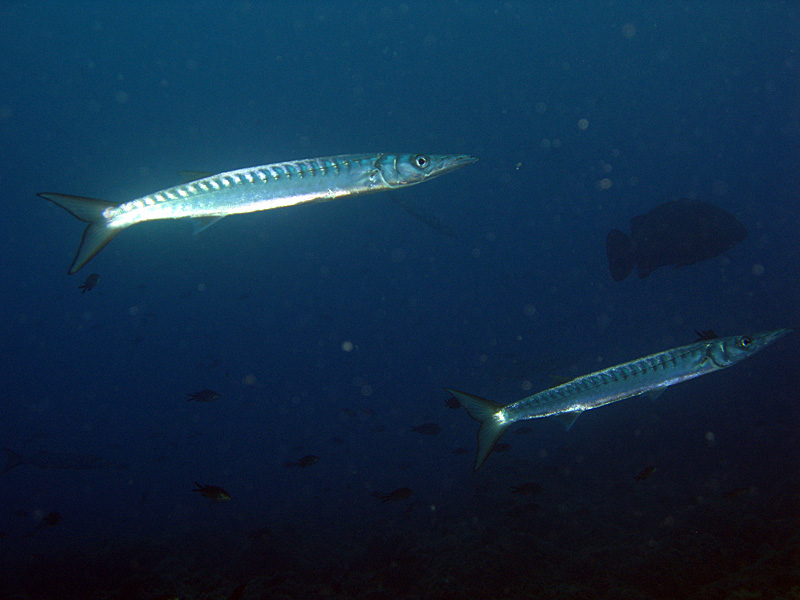 Estartit - Barracudas