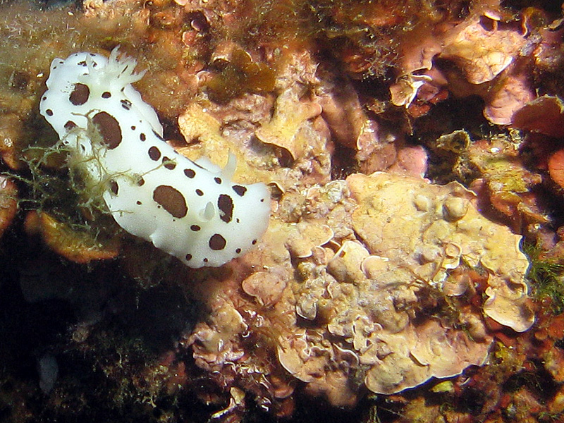 Estartit - Doris dalmatien