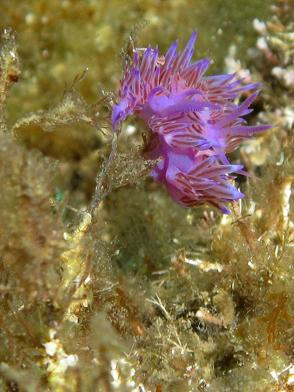 Estartit - Flabellines mauves