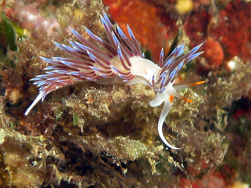 Estartit - Hervia