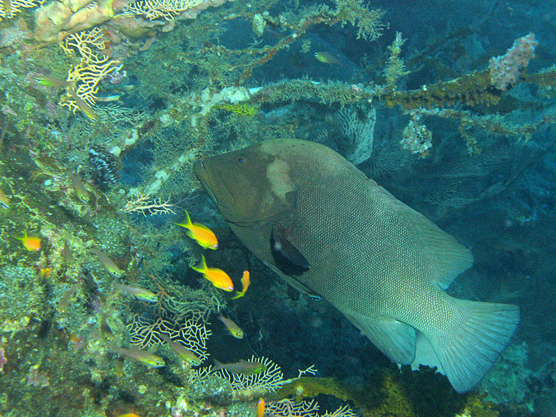 Mayotte - nord