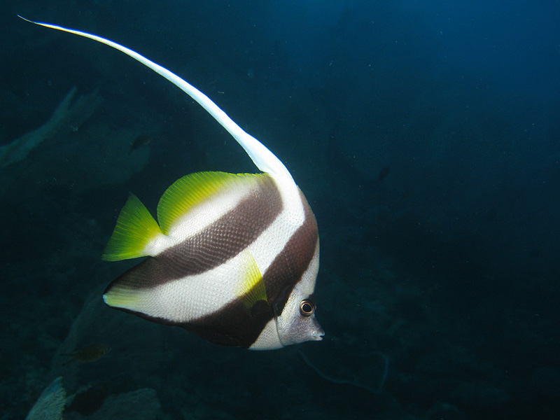 Mayotte - Poisson cocher commun