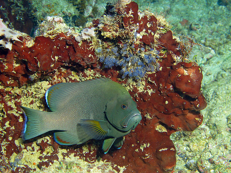 Mayotte - nord