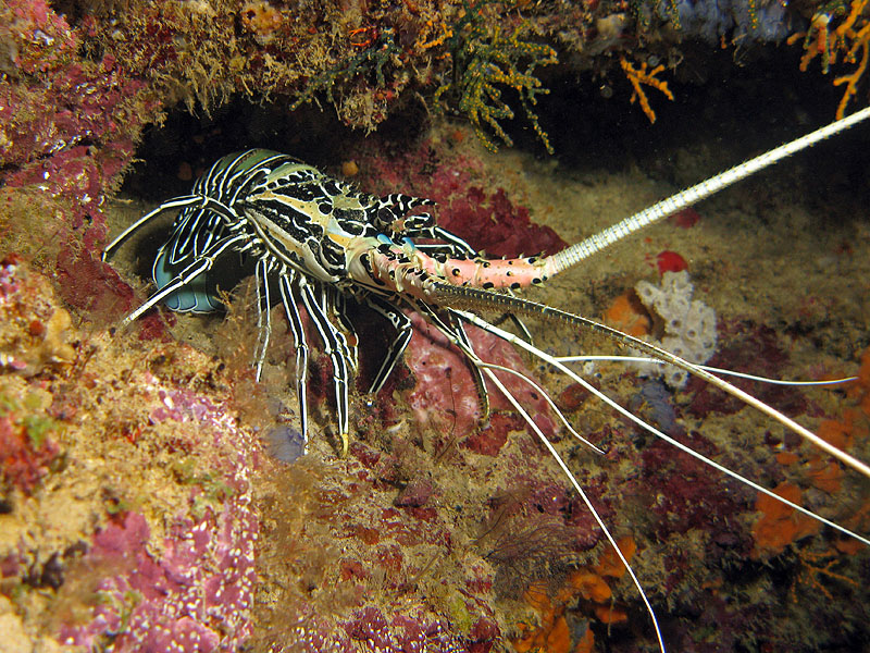Mayotte - nord