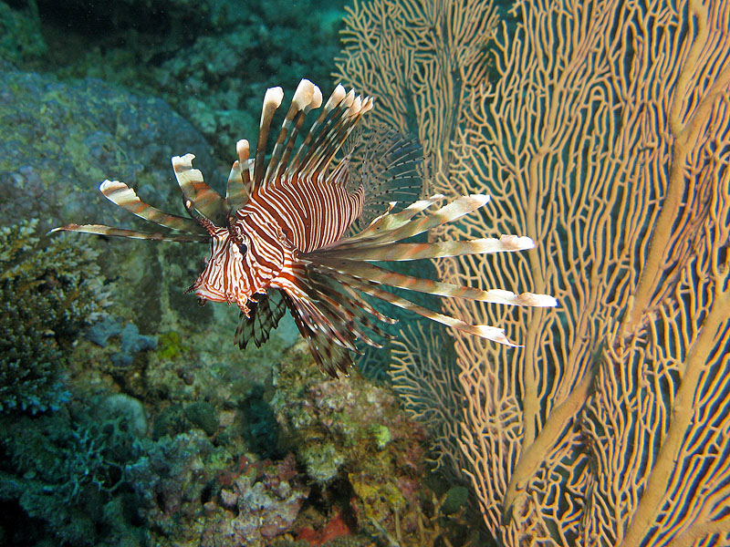 Mayotte - nord