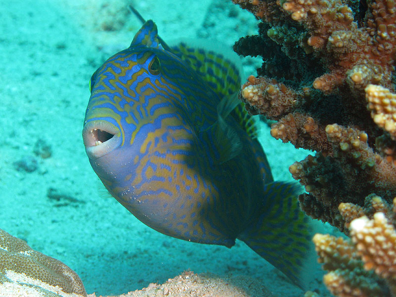 Mayotte - nord
