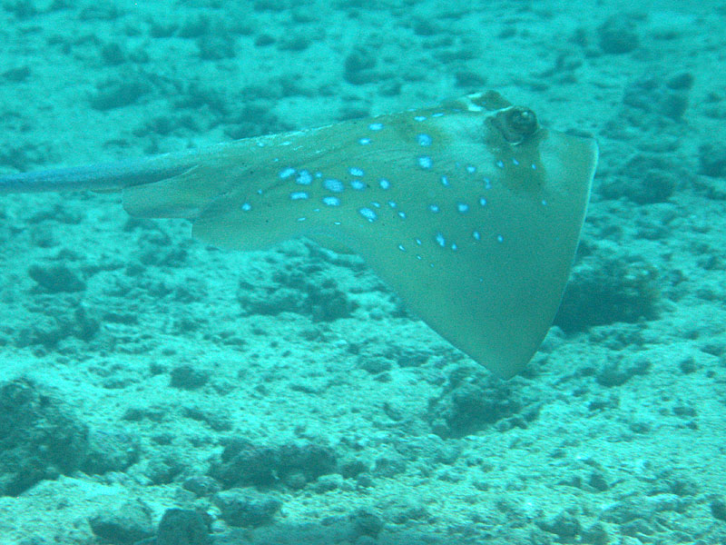 Mayotte - nord