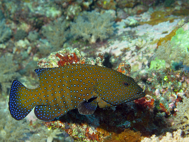 Mayotte - nord