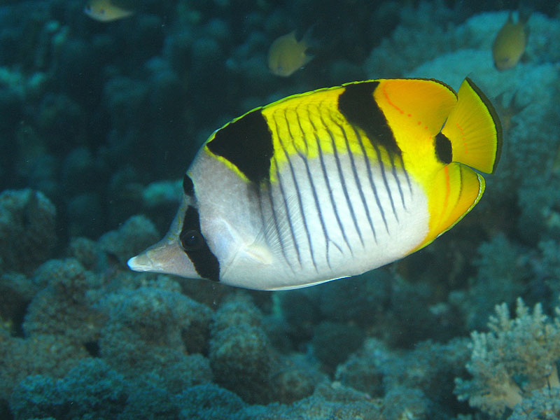 Mayotte - nord