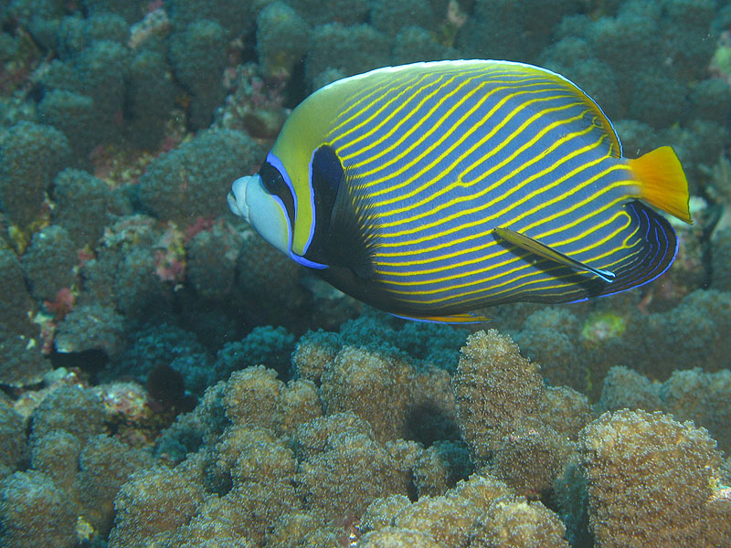 Mayotte - nord