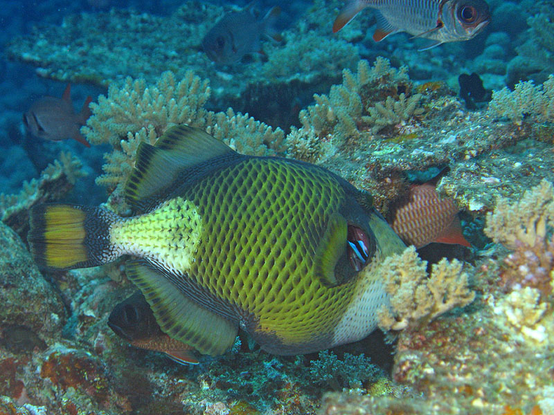Mayotte - nord
