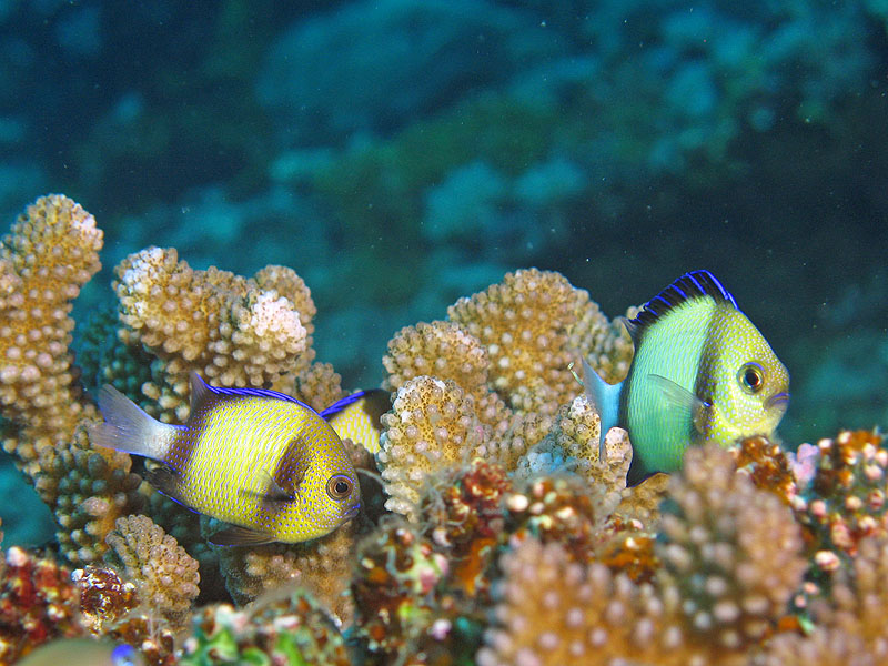 Mayotte - nord