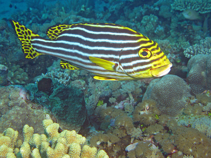 Mayotte - nord