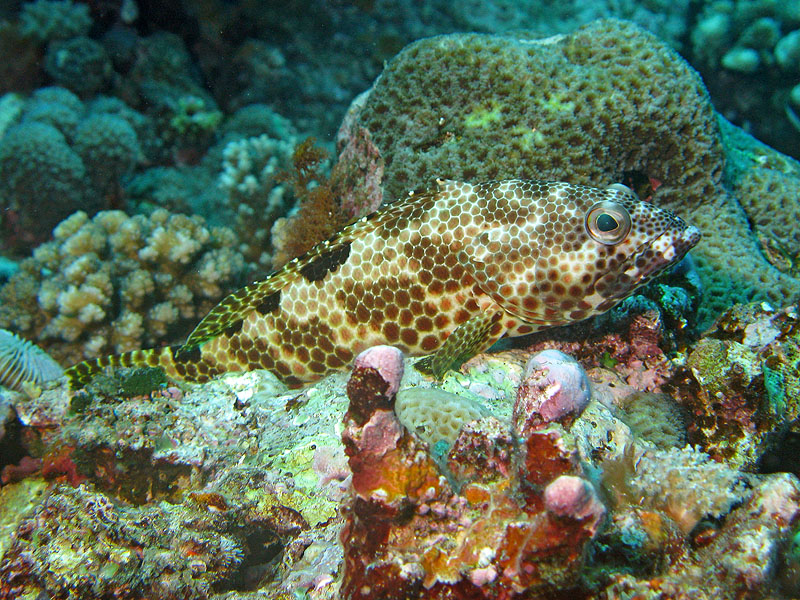Mayotte - nord
