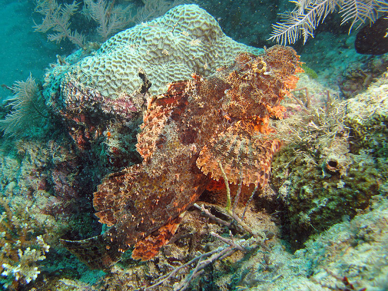 Mayotte - Passe en S