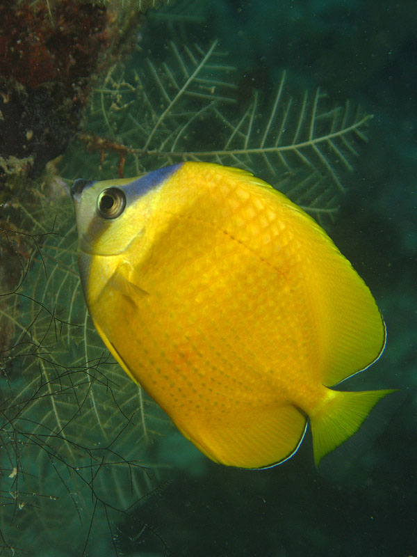 Mayotte - Passe en S