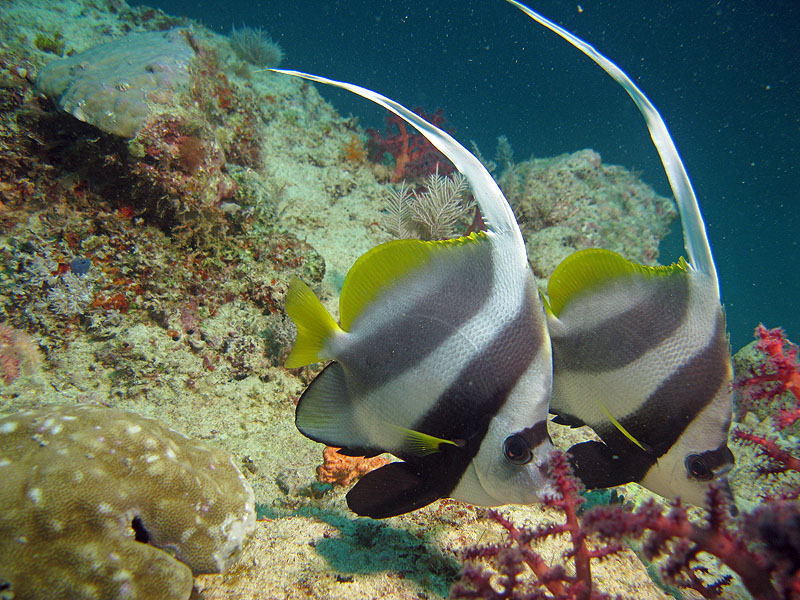 Mayotte - Passe en S