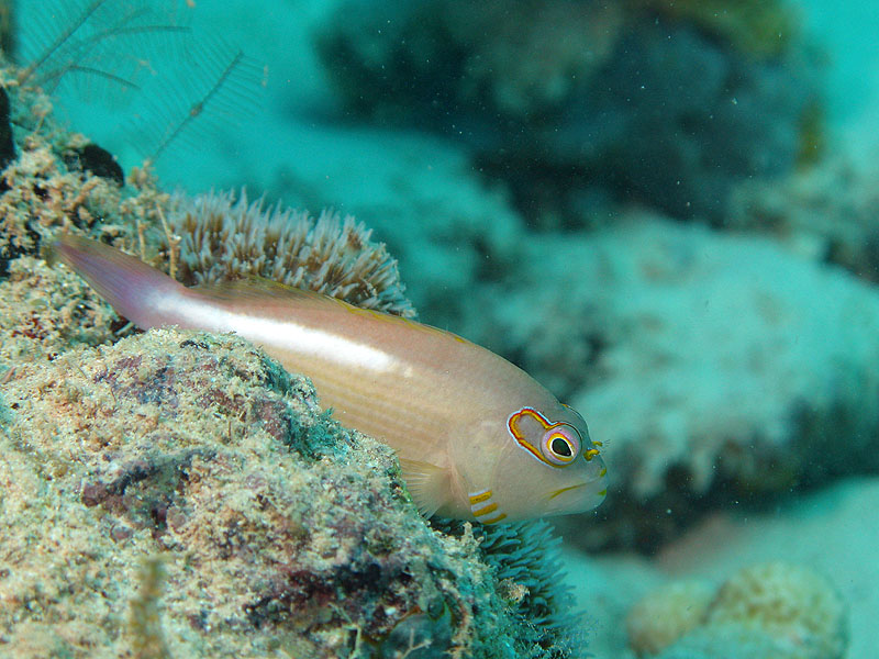 Mayotte - Passe en S