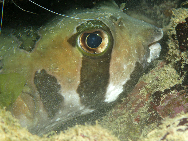 Mayotte - Passe en S