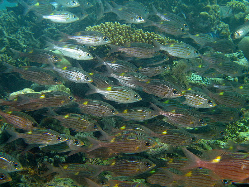 Mayotte - Passe en S