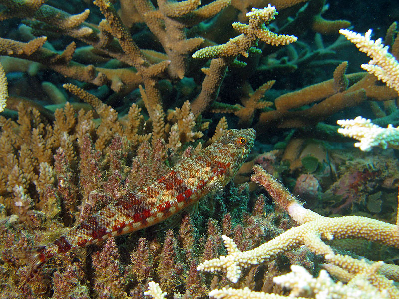 Mayotte - Bouéni